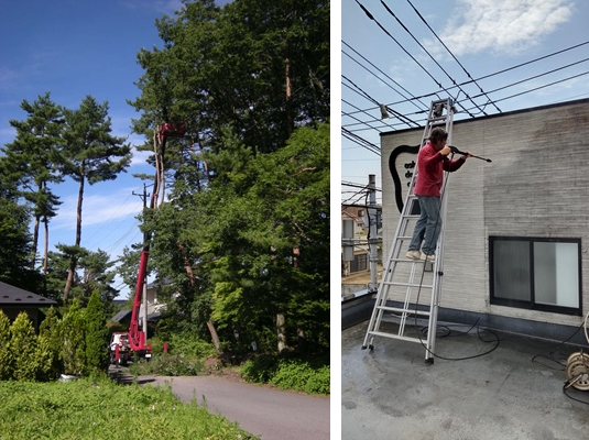 高所作業車での高枝落し