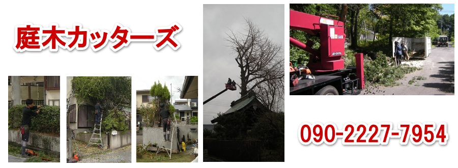 ��؃J�b�^�[�Y �@�����s������@����̎��؂̔��̂�����܂��B